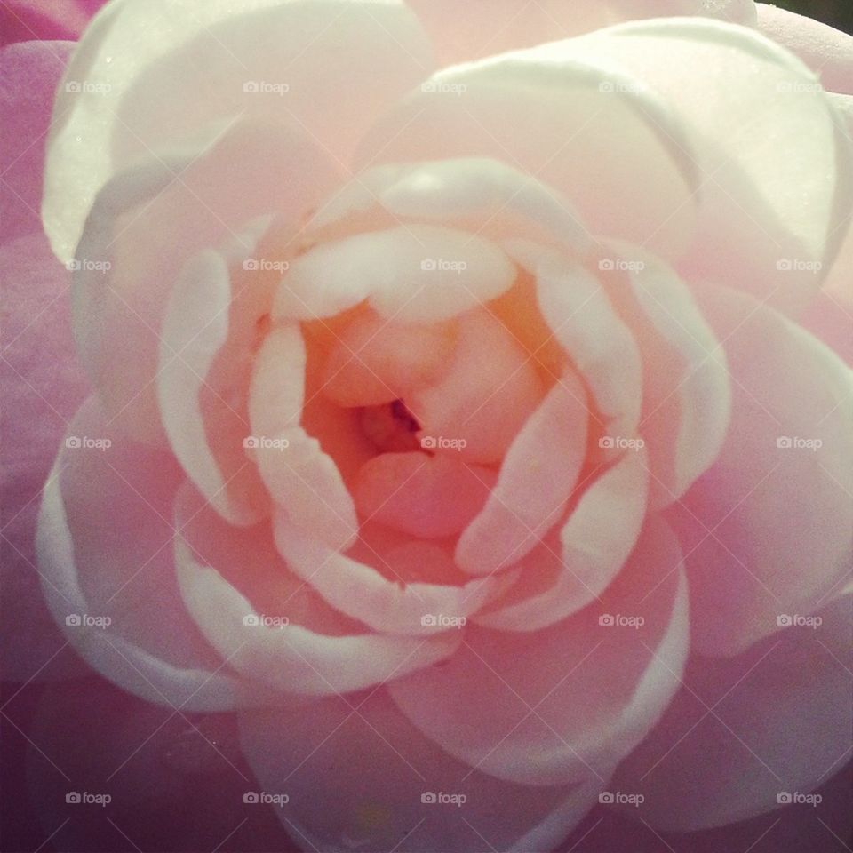 Pink Camellia