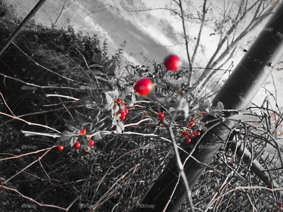 Selective color on these red winter berries in central Florida 