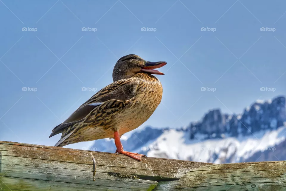 Duck