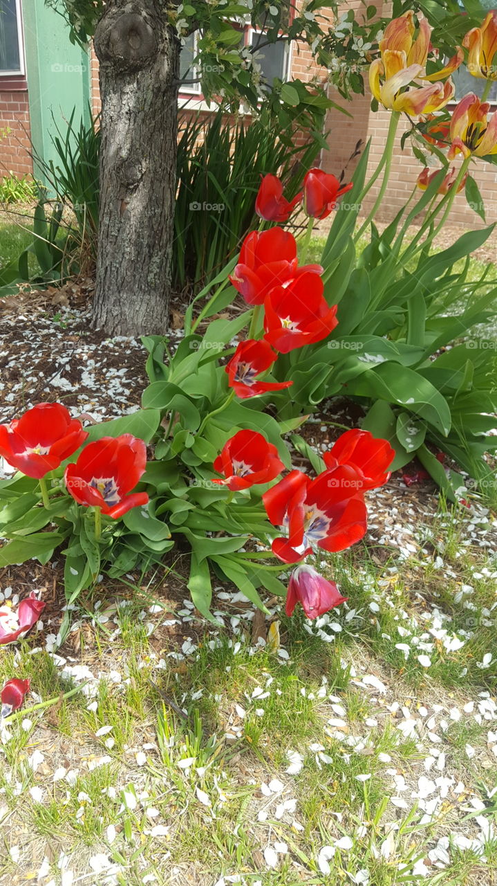 red flowers in bloom