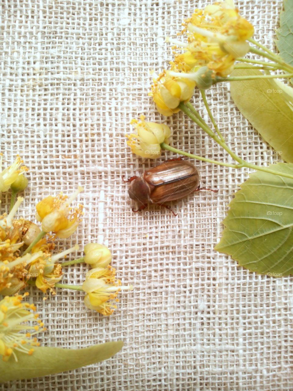 Desktop, Leaf, Healthy, Nature, Flora