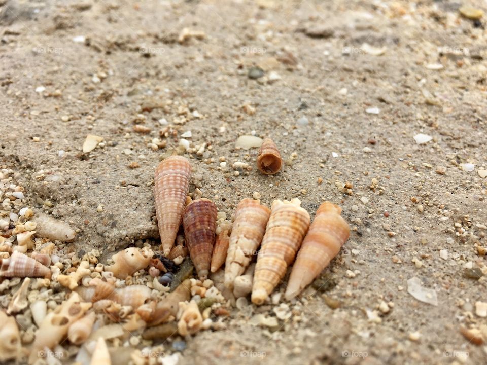 Tiny Seashells in the sand