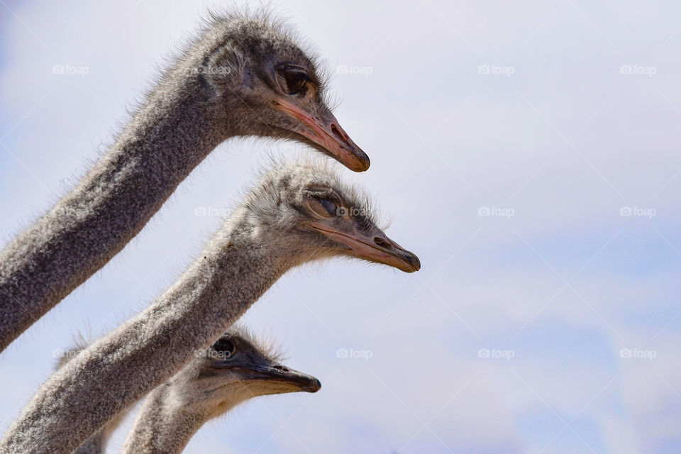 Three ostriches 