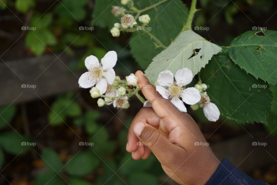 White flower with little hand