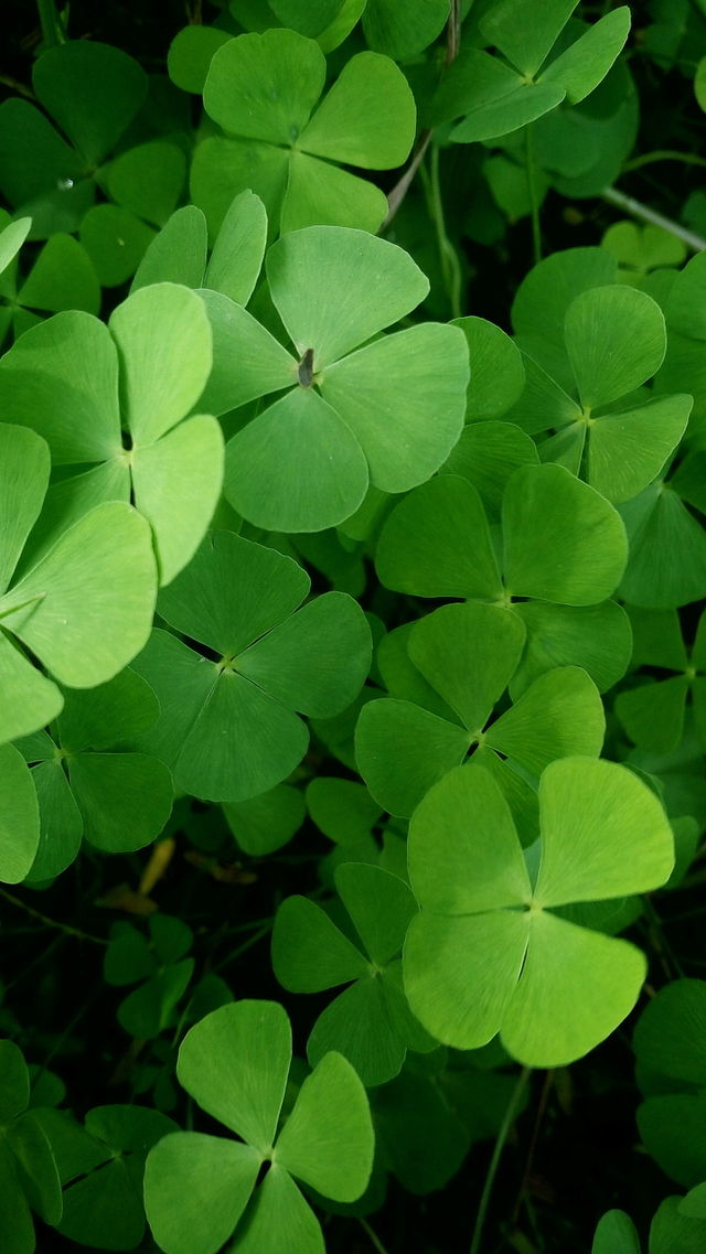 the beautiful small green colour plants
