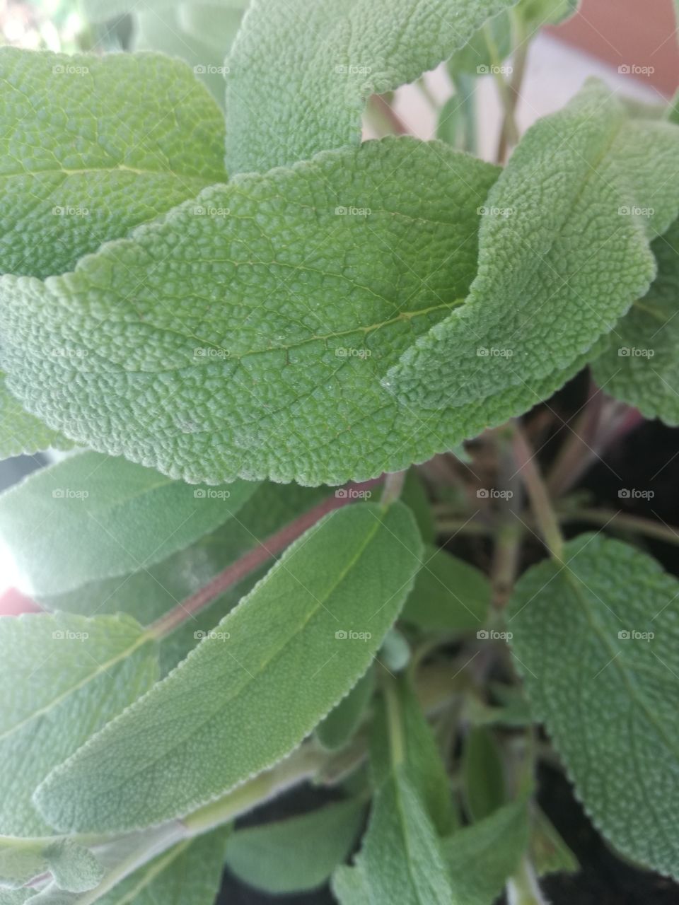Velvet leaf