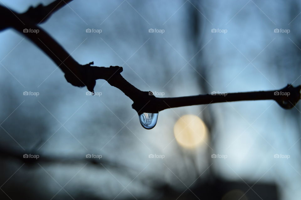 Close-up of raindrop on twig