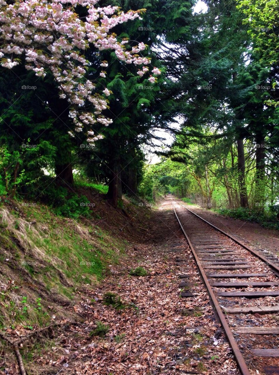 Cherry Blossoms & Railroad Tracks