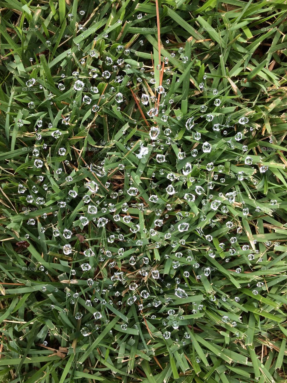 Dewdrops on a spiderweb in the grass