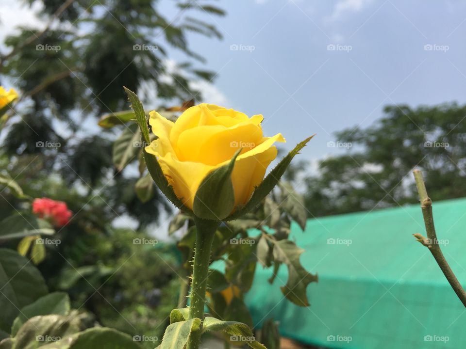 Closeup Yellow rose