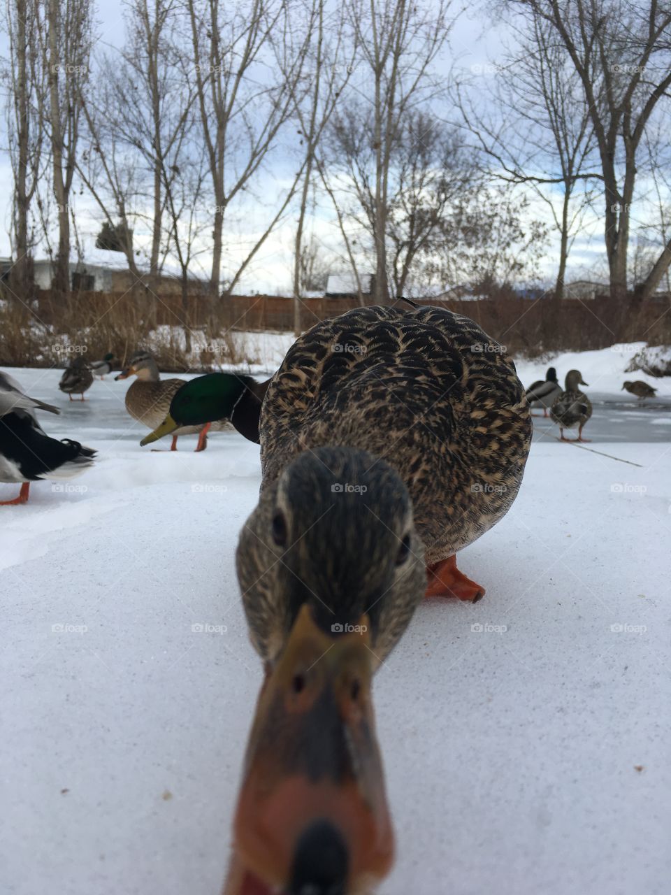 This duck wanted some bird seed