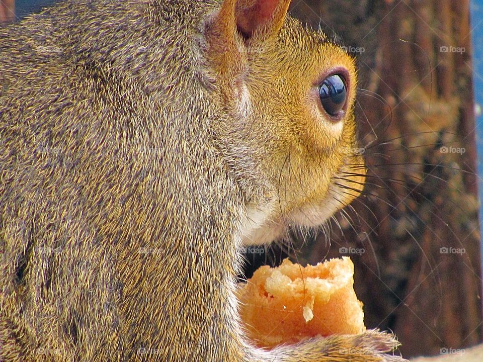 Squirrel eating ice cream 