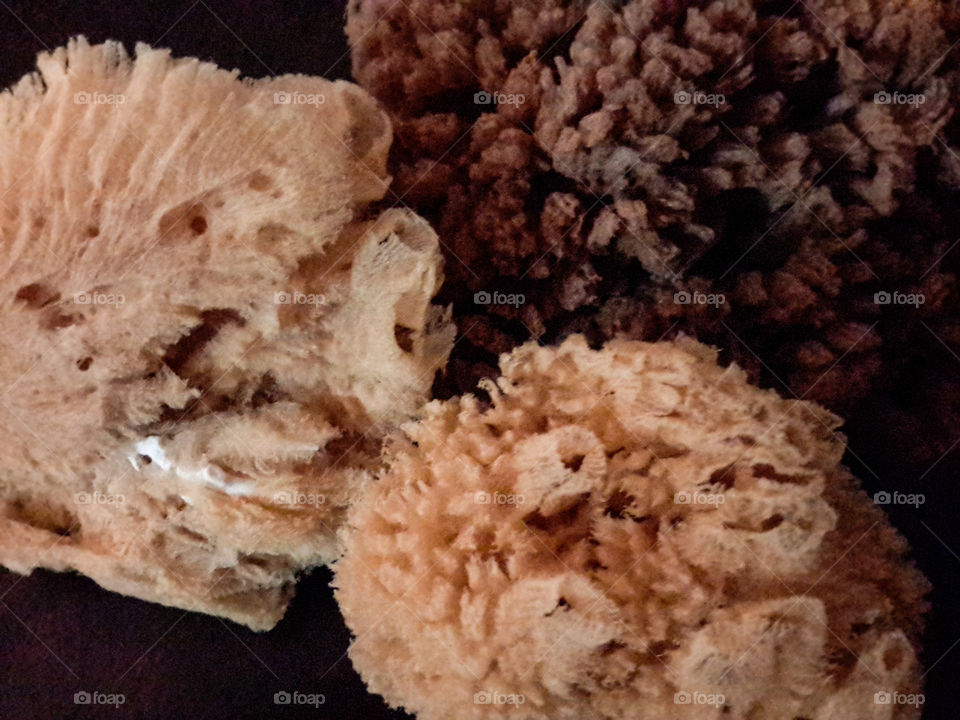 Natural Spounge. natural spounges with coral