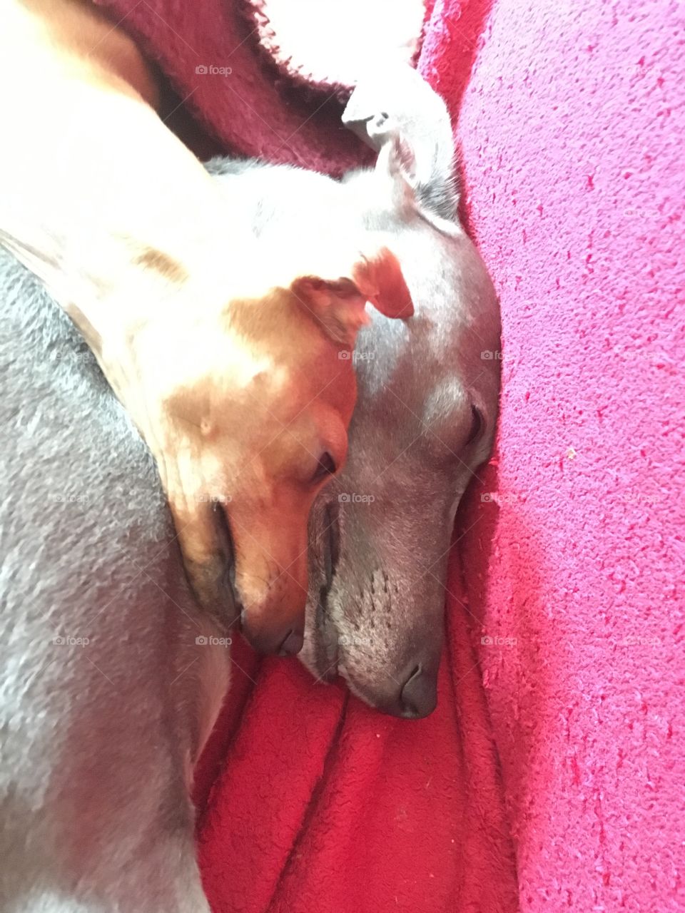 Amber the Italian greyhound puppy cuddles up asleep next to Libby the whippet on the sofa