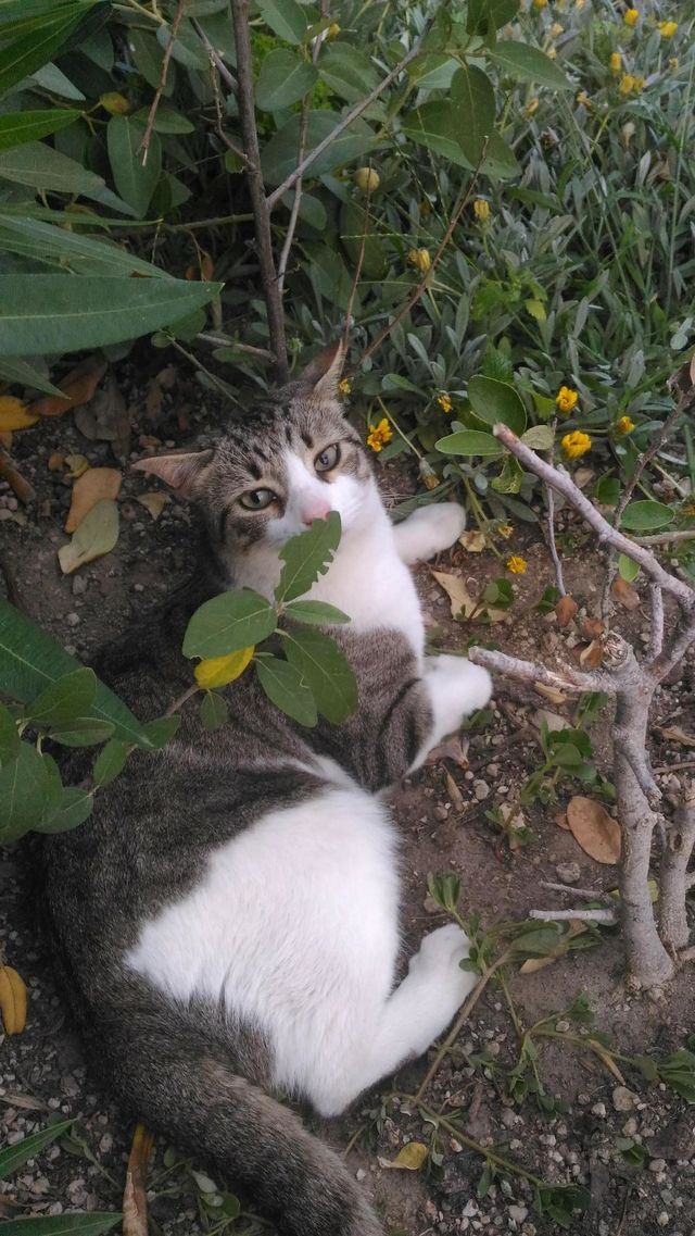 My Cypriot cat loves relaxing in the garden