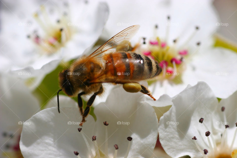 pollen stigma flower white by kshapley