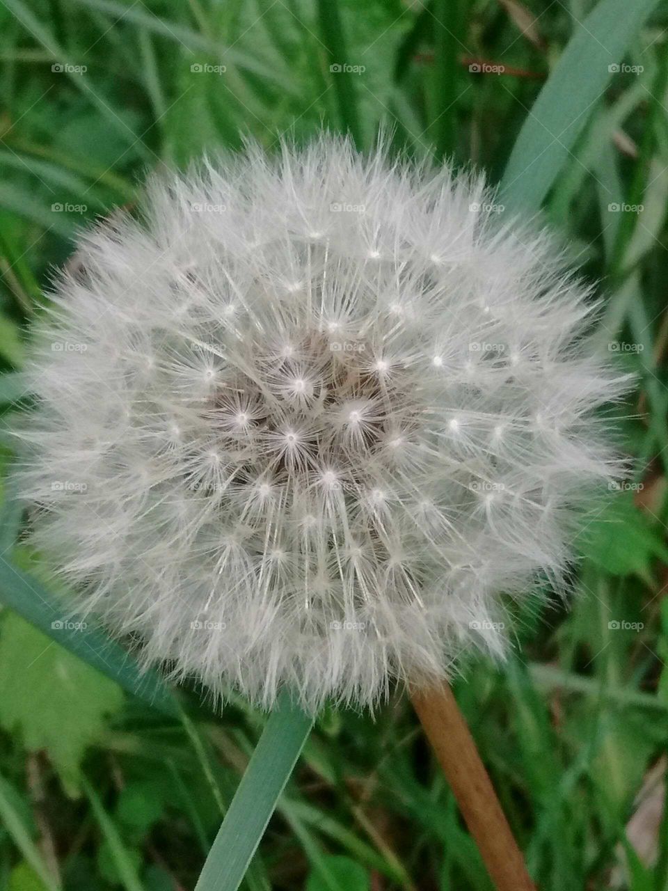 dandelion fluff