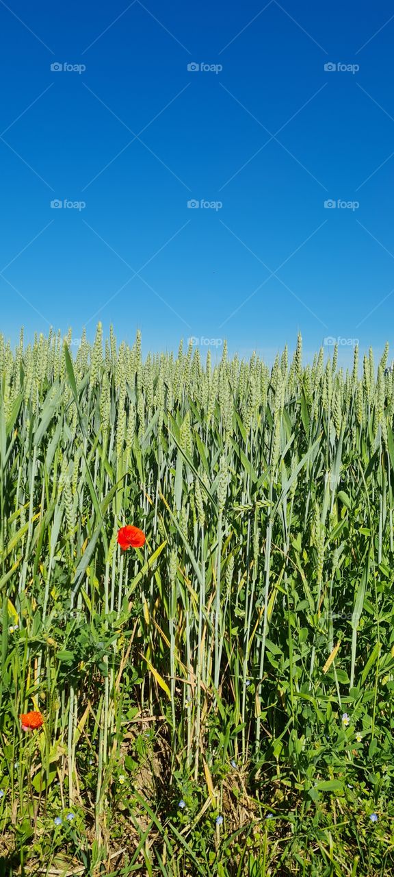 poppies in grain field