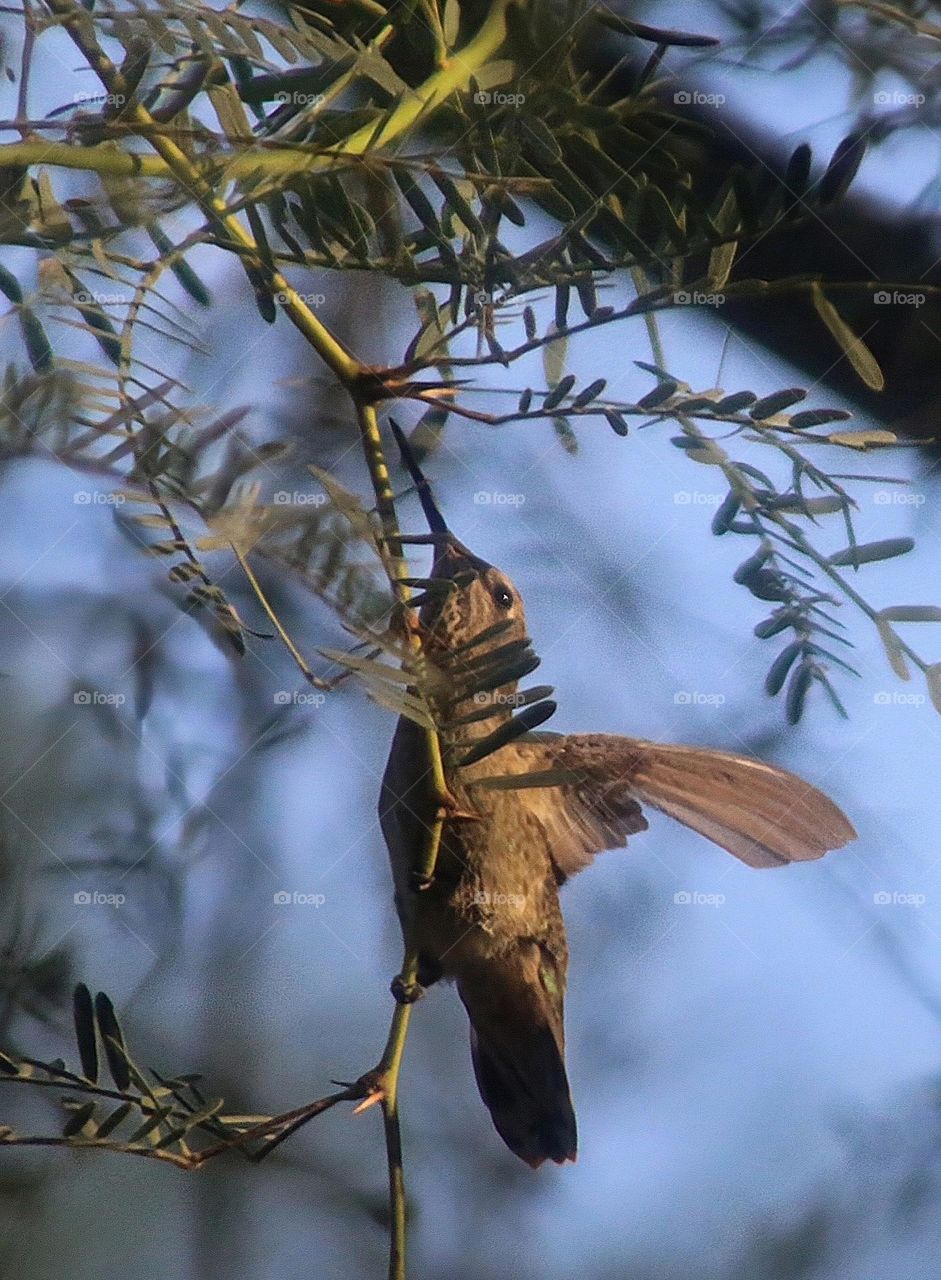 Hummingbird Searching for Breakfast