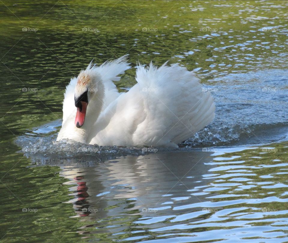 Swan with beautiful reflection on the water also mute swans are owned by the crown 👑 🦢