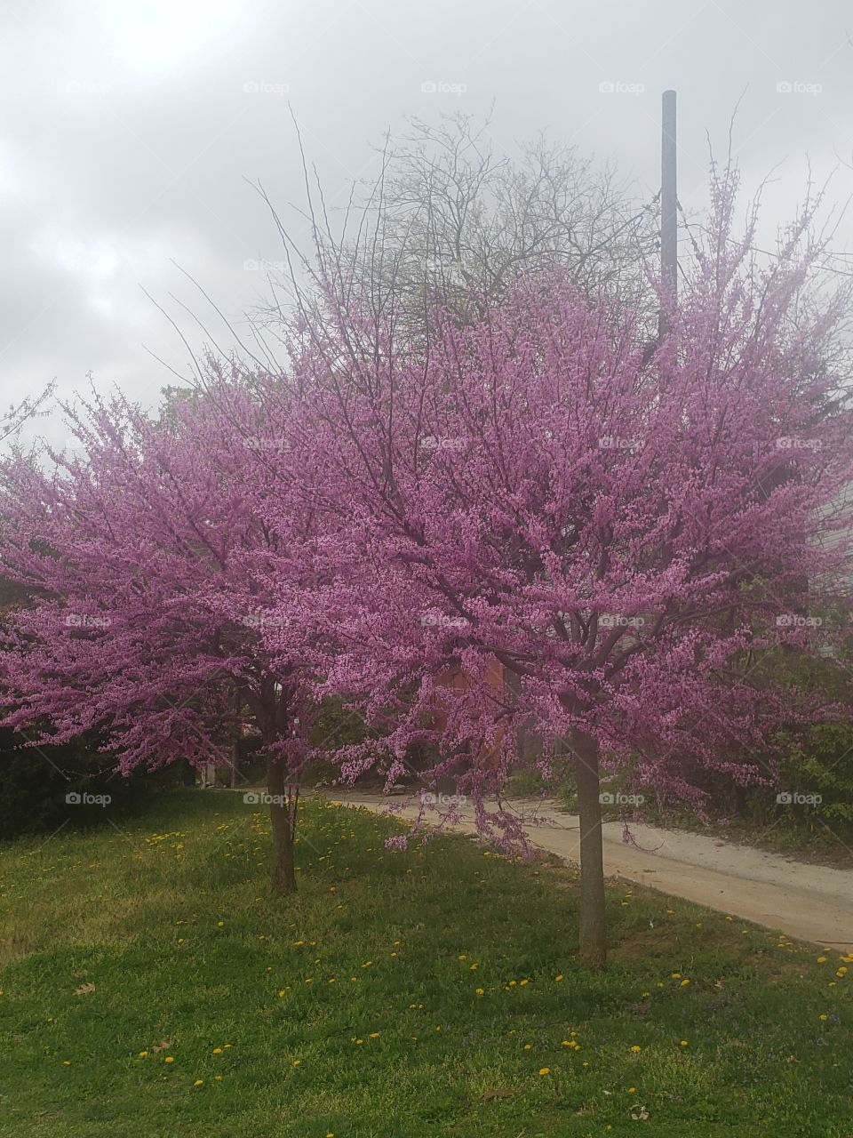 Pink Trees in the park in Spring