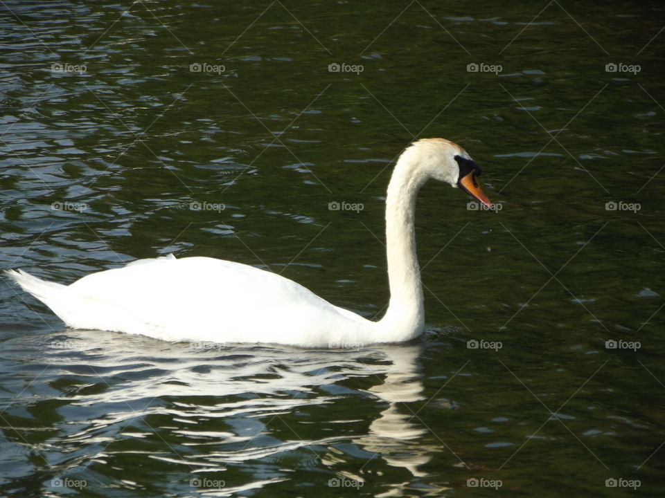 A Swim In The Shade