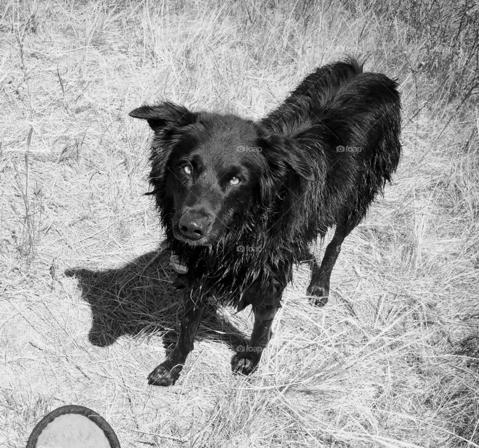 The young black dog had the caution look in his eyes when I tried to pick up his toy, but he quickly trusted me and started playing with me. At Yellowstone River, near the north side of the Yellowstone National Park in Montana. 