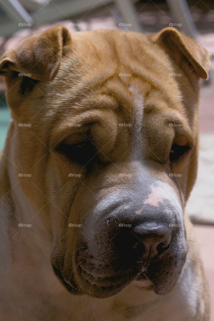 Close-up of shar pei