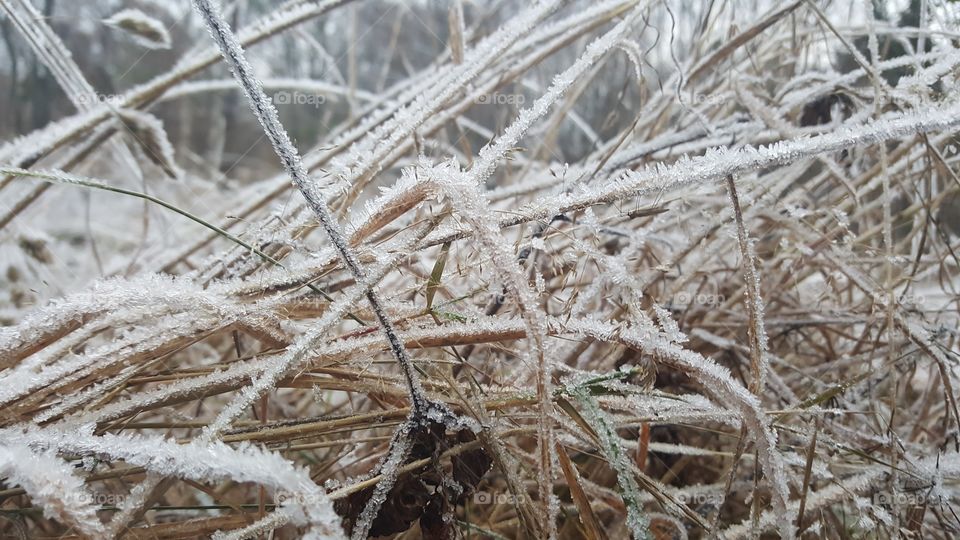 Frozen grass 4