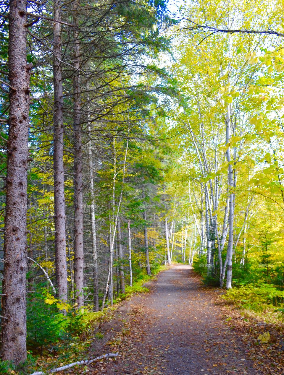 Magical Forests