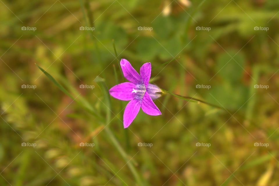 An enchanting spreading bellflower,a flower found quite often in the forests and on the roads.