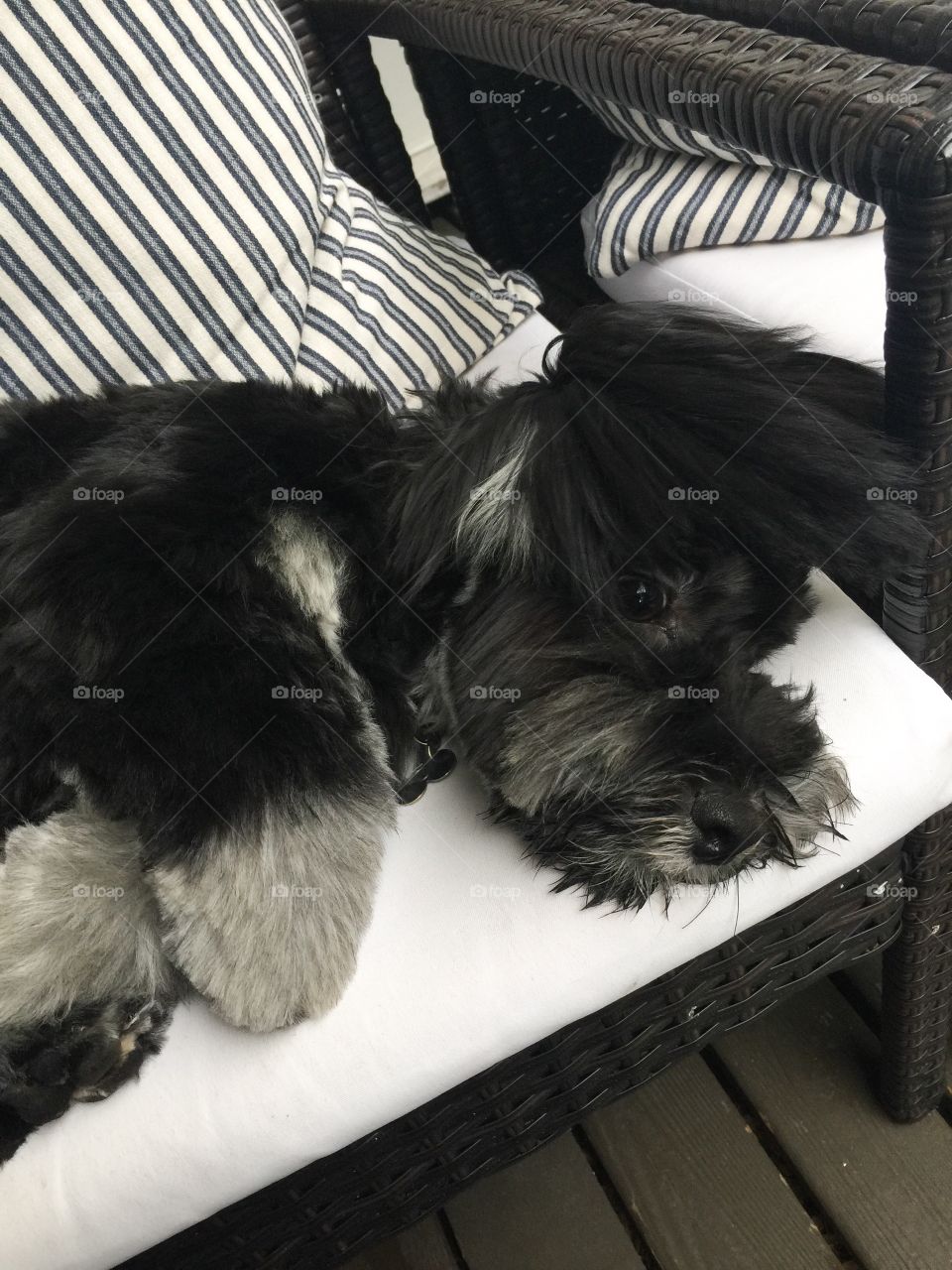 Havanese puppy getting comfortable on outdoor chair before the rain comes