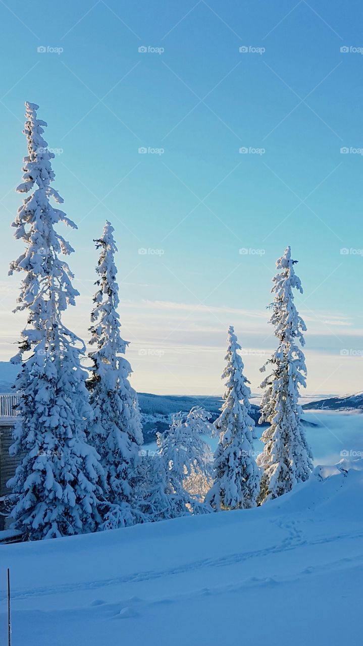 Snowcapped firs.