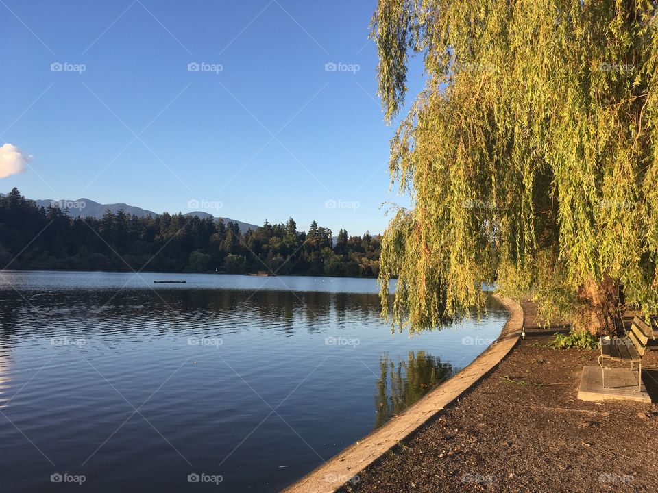 Weeping Willow in 
Stanley Park, Vancouver, British Columbia