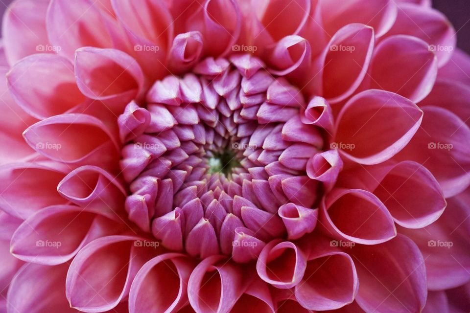 Shocking Pink Dahlia 