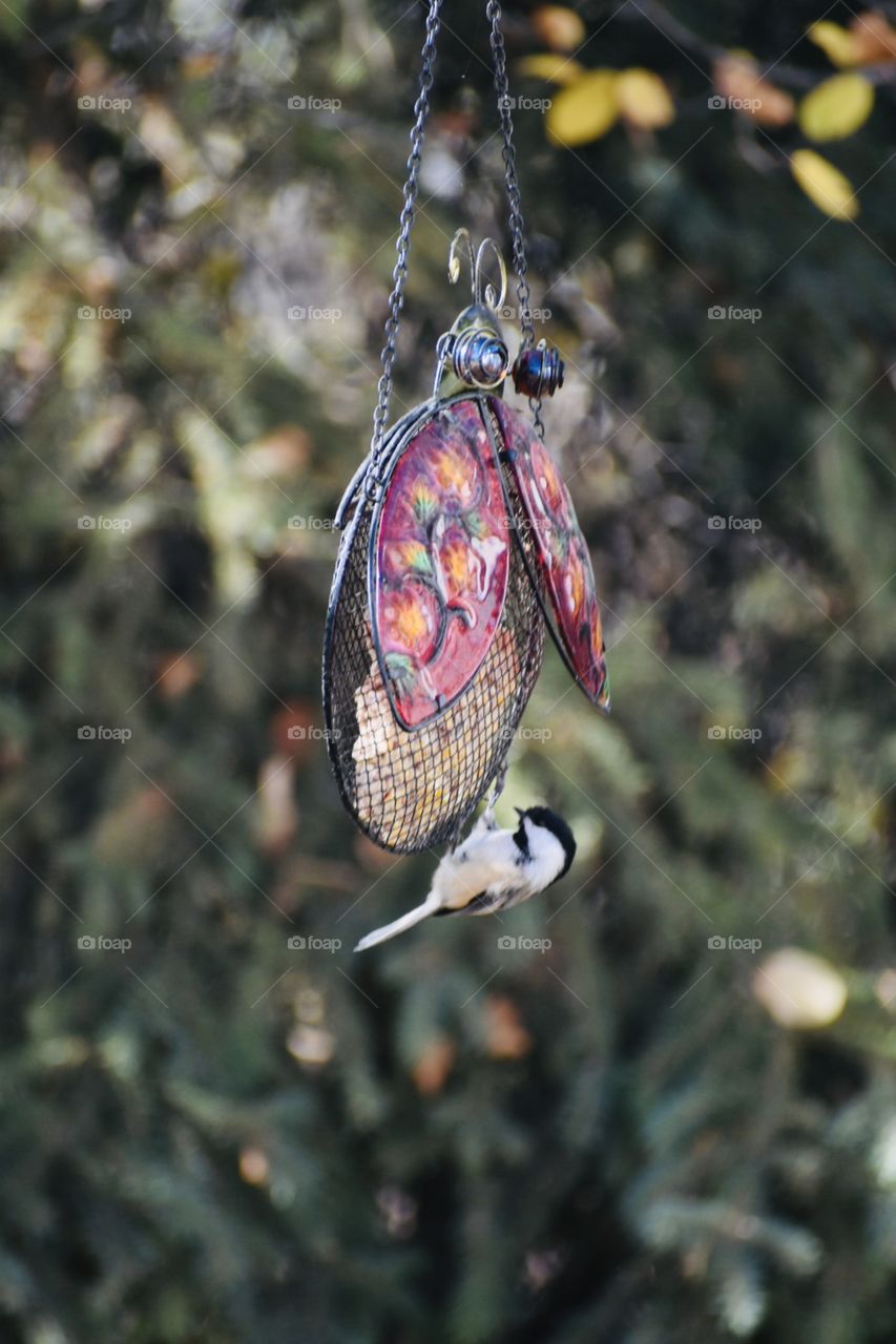 Chickadee at the bird feeder 