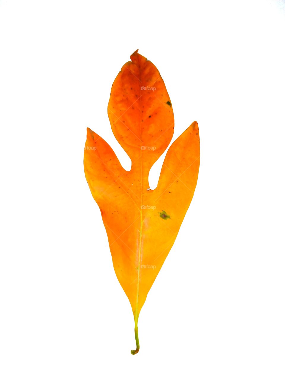 foliage,white background