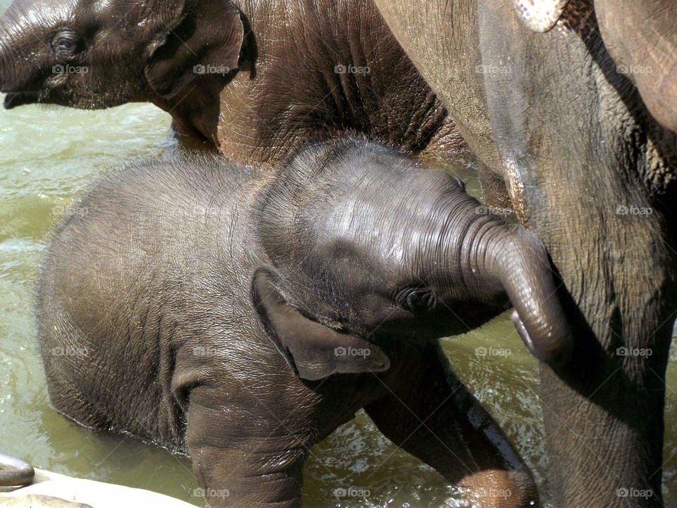 baby elephants