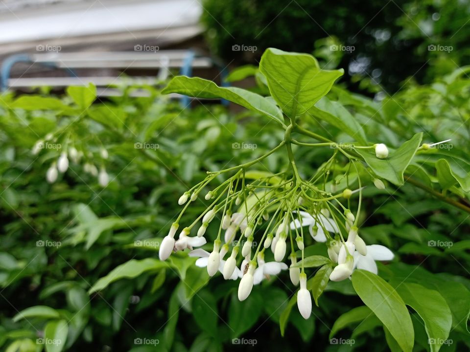 Jasmine Flower