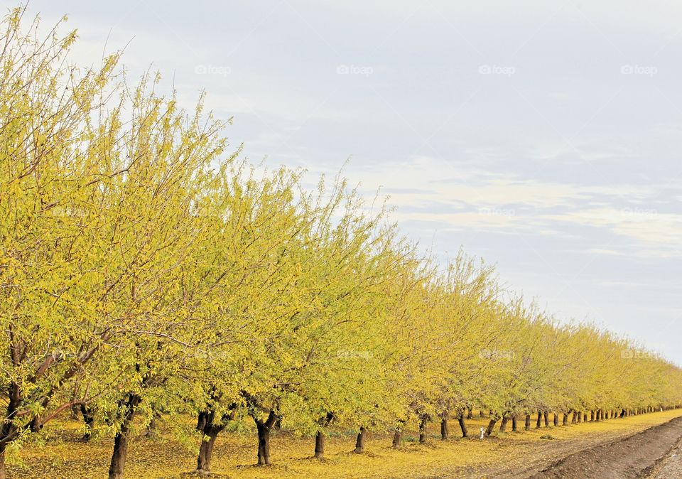 California fall Orchards