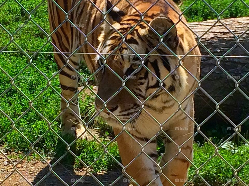 Zoo tiger 