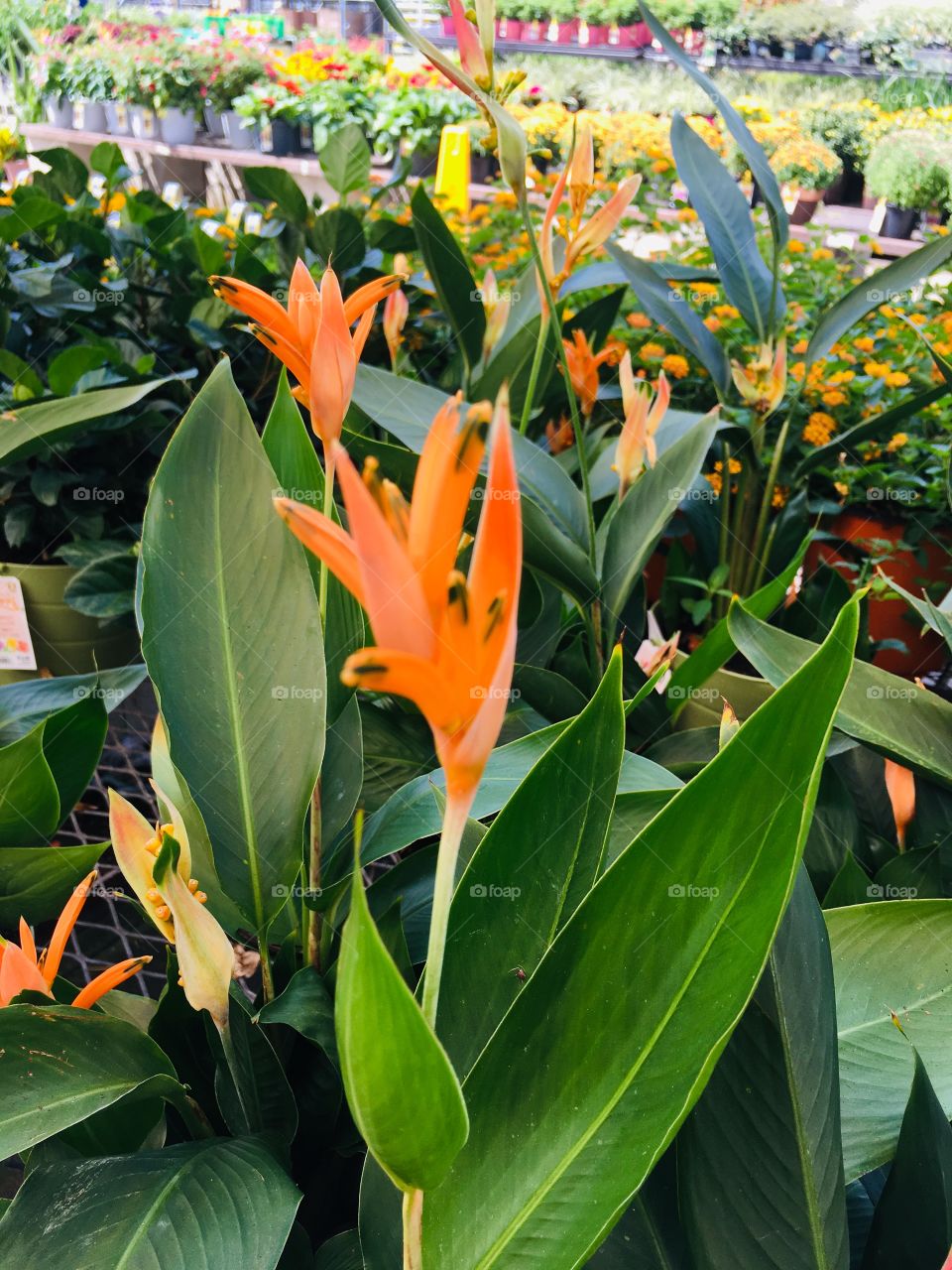 Bird of paradise flowers