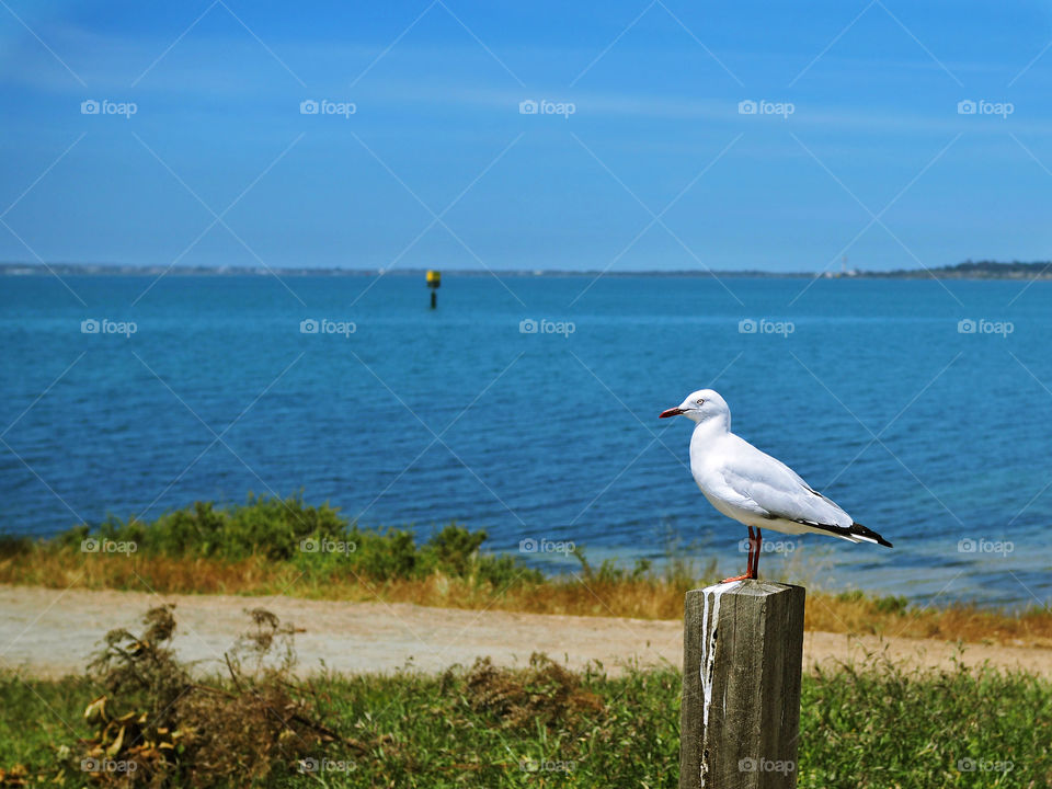 Seagull and the sea