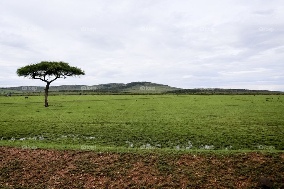 Maasai landscape