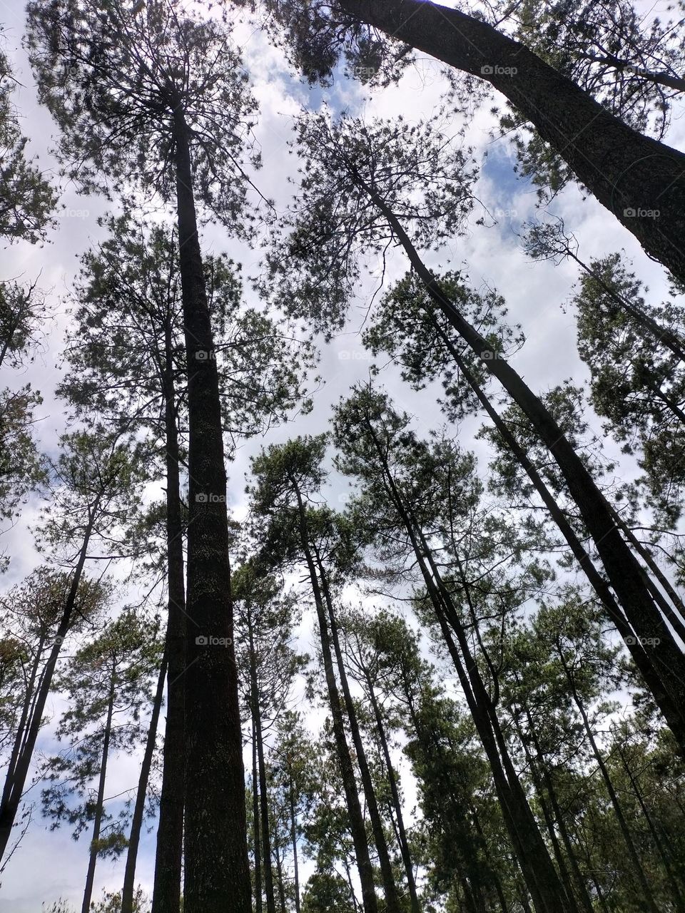 Pine forest picture taken from below