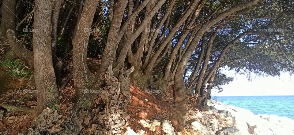 woods