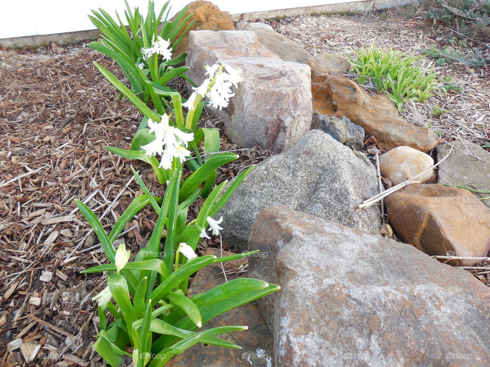 hyacinth blooming by rocks at house