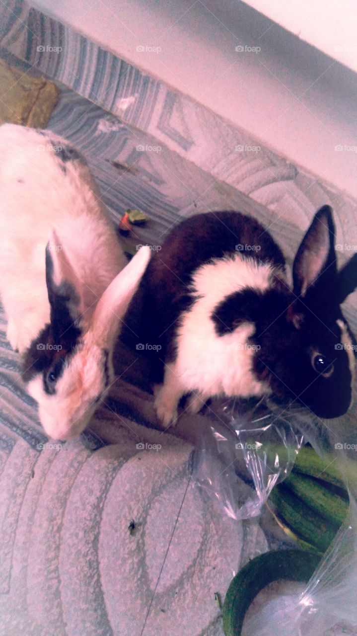 UP India Pet Rabbit Chakia Chandauli Nice Look