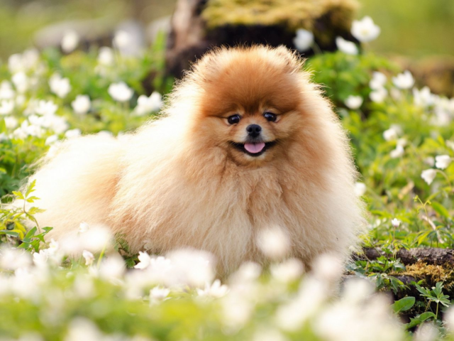 Dog, grass 