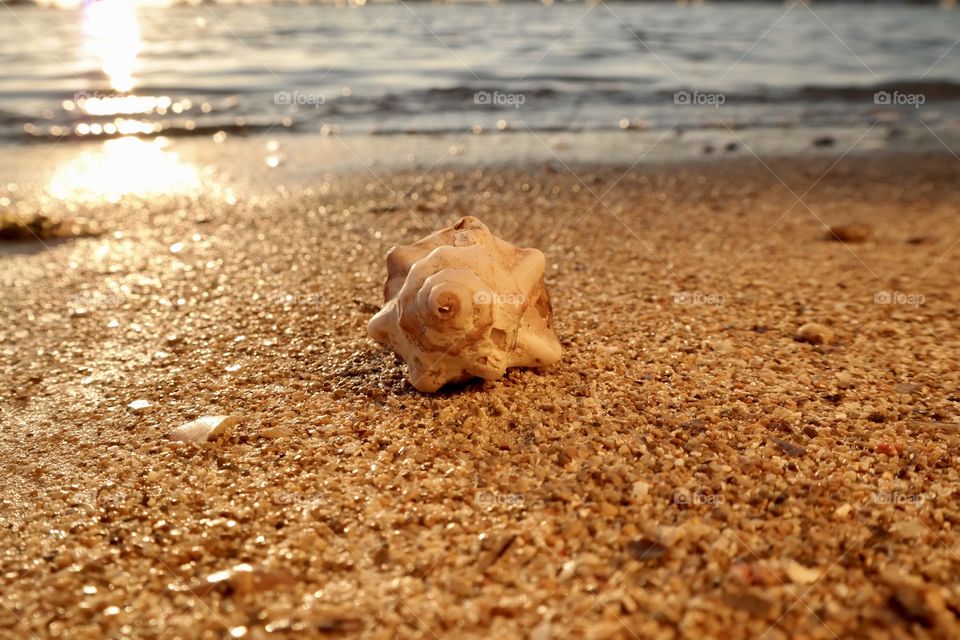 Conch seashell on sand in sea